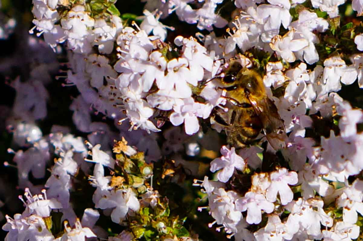 Honey bee on thyme