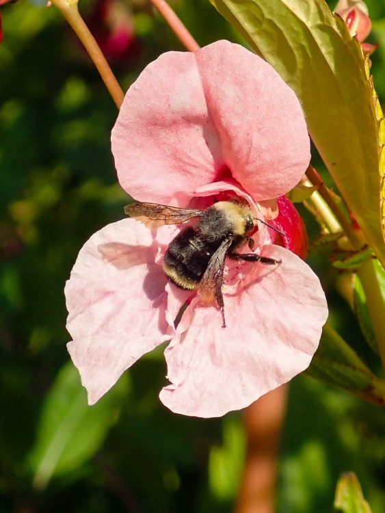 Bumblebee in Impatiens glandulifera