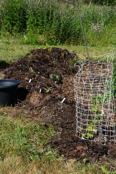 Garden restoration area near willow dome