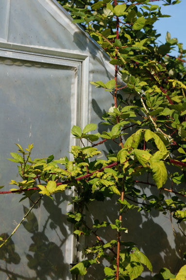 Himalayan Blackberries take over greenhouse