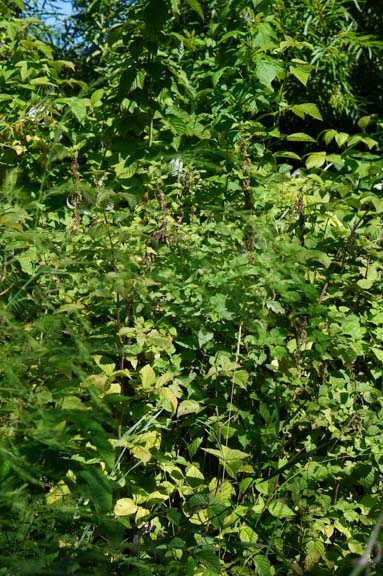 Hazelnut tree protected by nettles