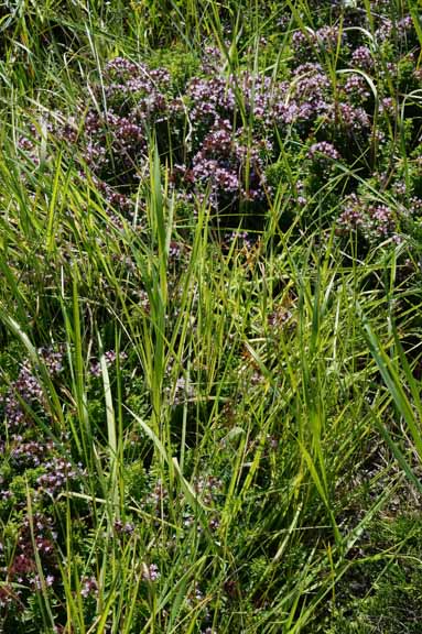 Oregano amidst the grass