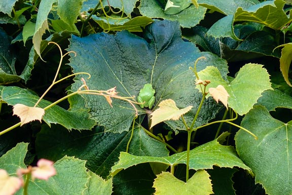 little green frog