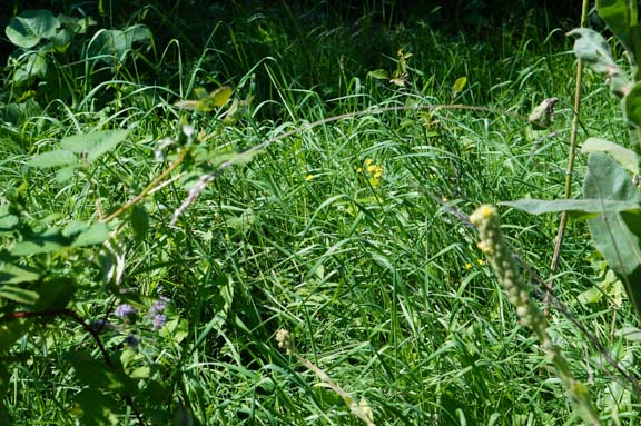 Weeded strawberry & blueberry bed overcome by grasses again