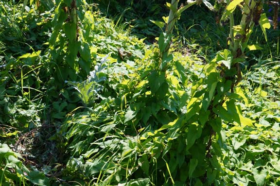 Garden chaos: bindweed takes over artichokes