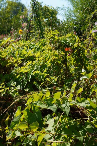 More garden chaos: bindweed overtakes currants and gooseberries