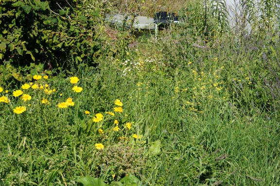 Restored garden around Contorted Hazel - lost to weeds again.