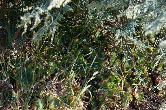 Grass grows through sedums on the family cemetery.