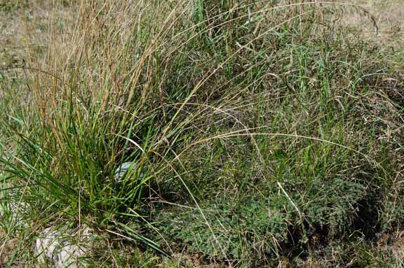 Overgrown spiral garden, now dominated by ants and grass.