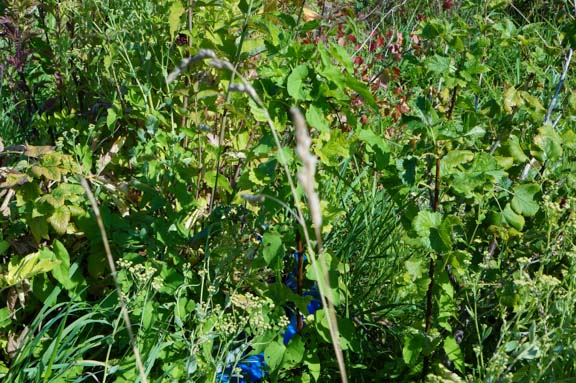 Menagerie of plants awaiting to be be transplanted.