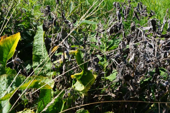 Horseradish and comfrey in late summer