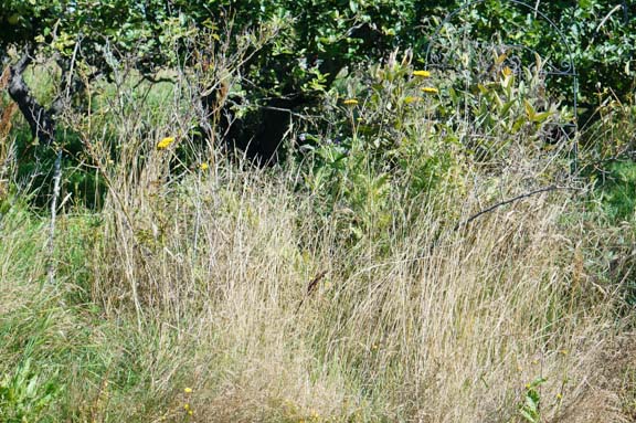 Rose bed obscurred by grasses