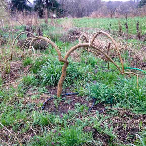 Pruned weeping mulberry