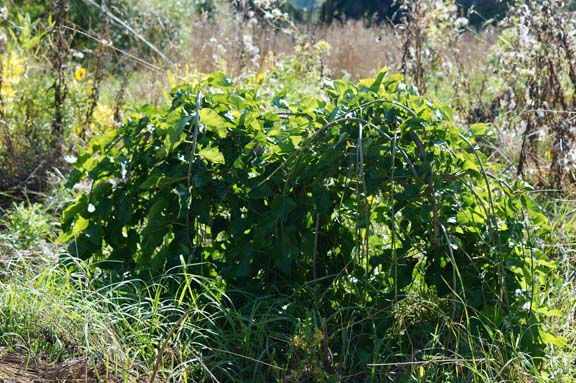 Weeping Mulberry