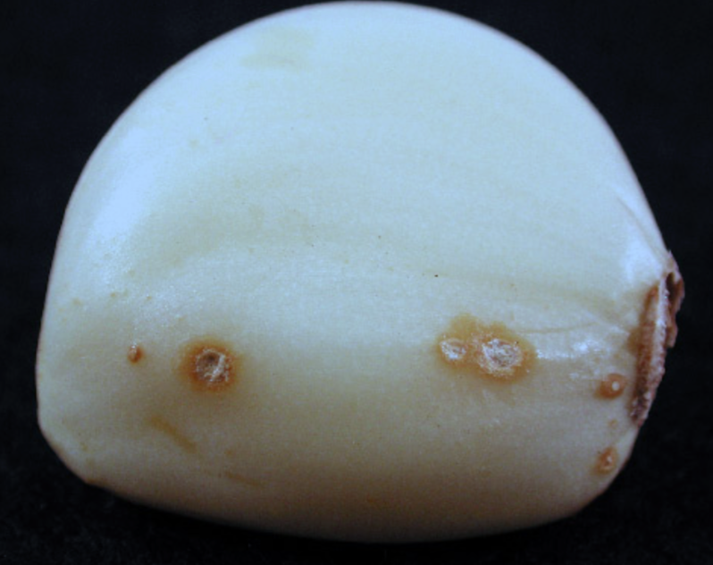 Small Fusarium sp. lesions on garlic clove. Photo by Melodie Putnam.