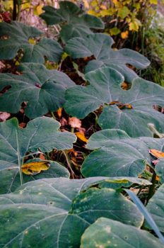 Malabar Squash Vine