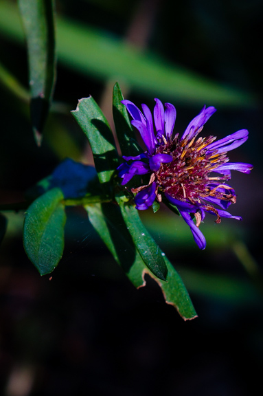 Purple Aster (Aster amellus) - still blooming in November