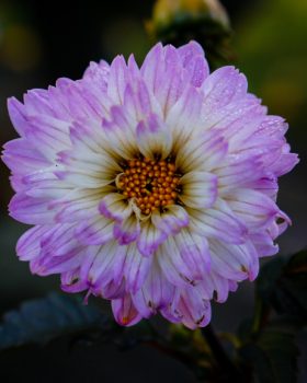 Purple-tinged dahlia blooming in November at Barbolian Fields