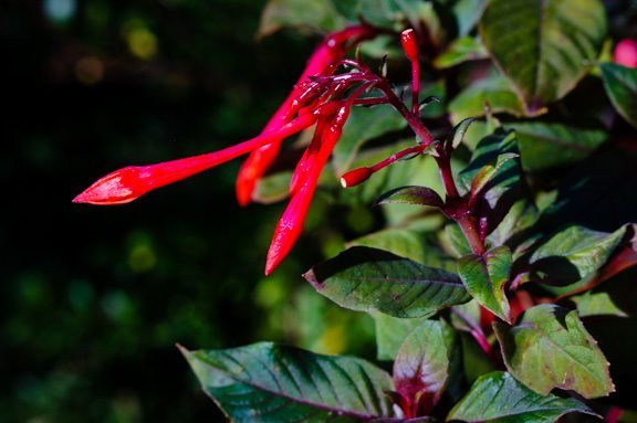 Fuschia, a hummingbird favorite