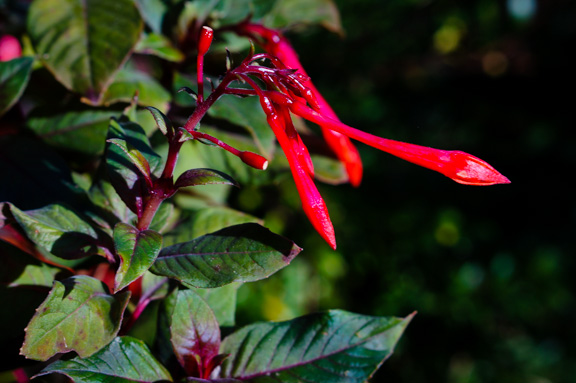 Fuschia, a hummingbird favorite