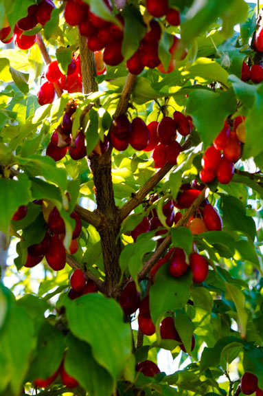 Cornelian Cherries (Cornus mas)