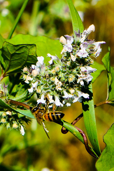 Honey bee on oregano blossom