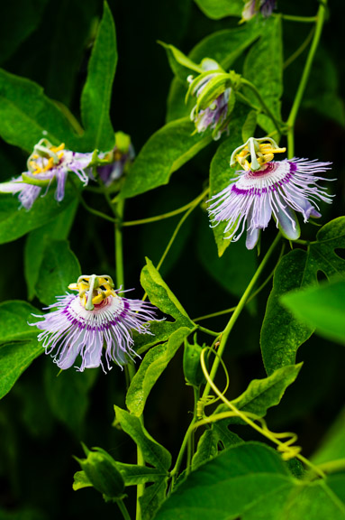 Passion flowers in the greenhouse (Passiflora spp.)