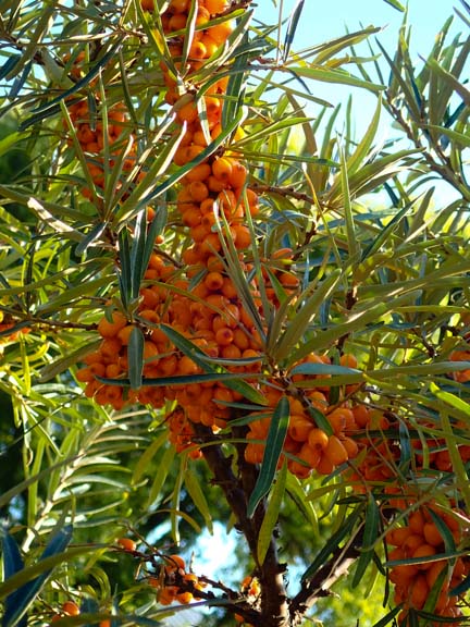 Sea buckthorn berries, aka sea berries (Hippophae rhamnoides)