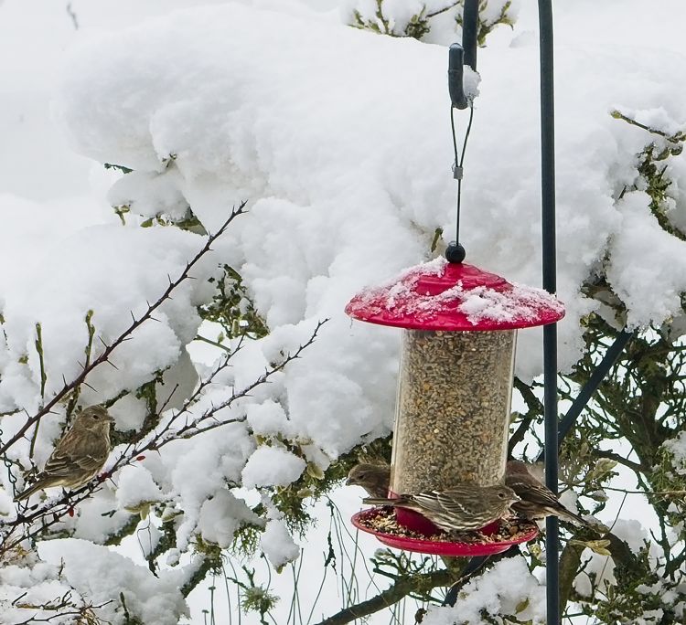 3 sparrows on feeder
