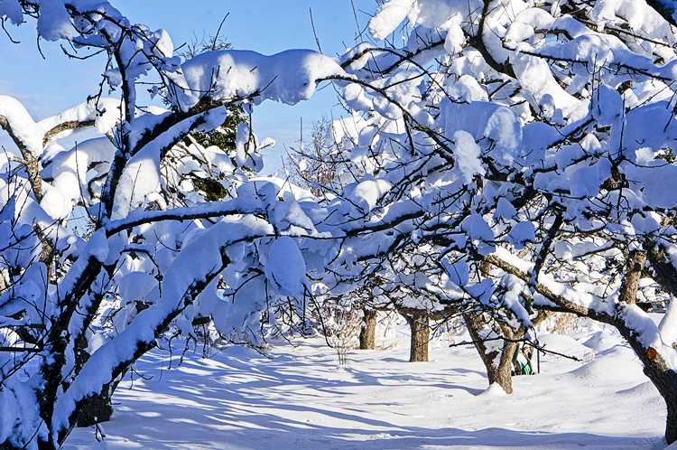 Sun hits snow in the orchard - oh my!