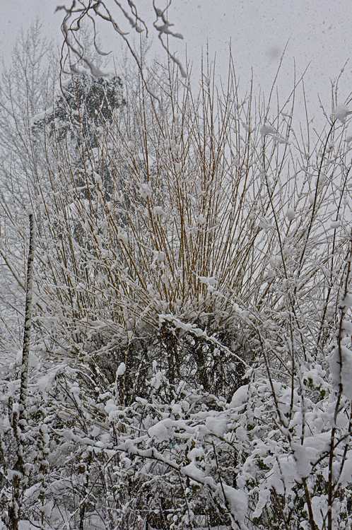 Snowstorm and willows in the garden, somewhere in all that snow