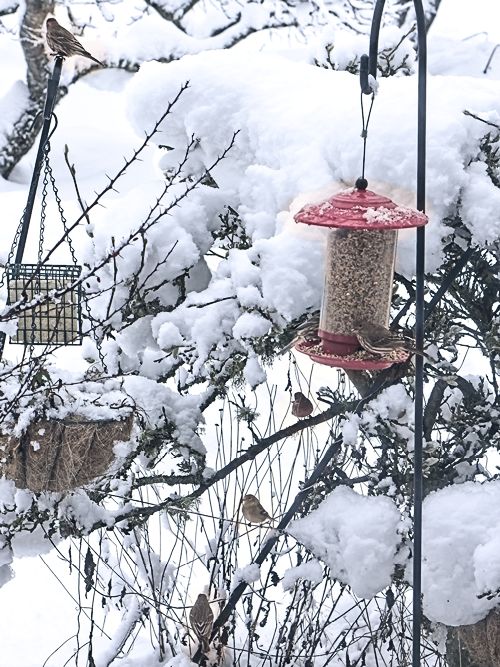 backyard birds waiting for snow to melt