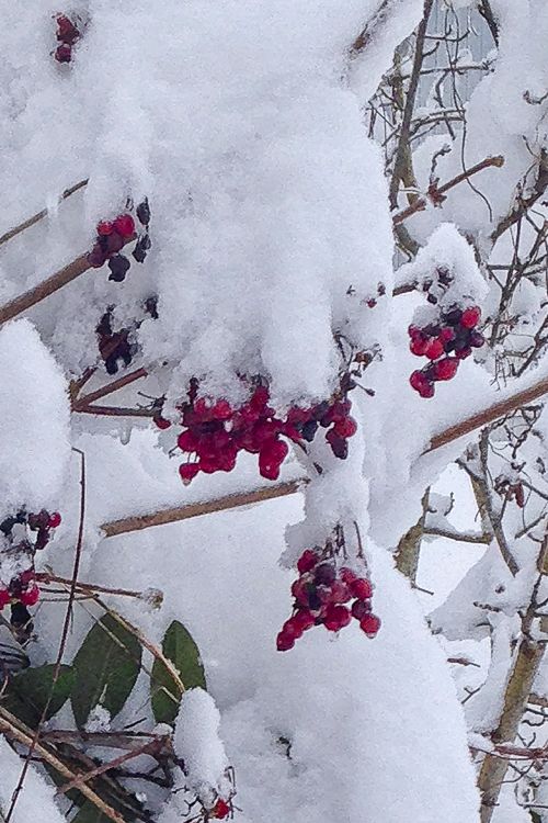 Highbush cranberries under snow