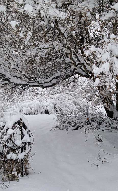 Under snow, the garden is transformed