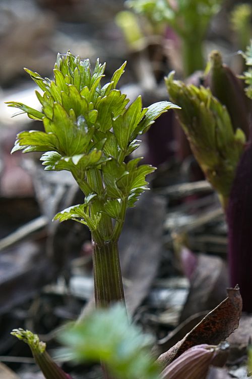 New Lovage in March