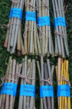8 Varieties of Willow Cuttings