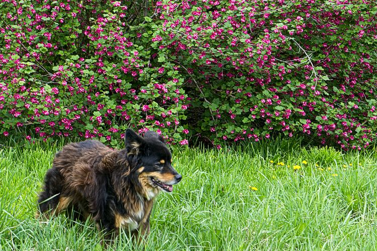 Barkley by Red Flowering Currants