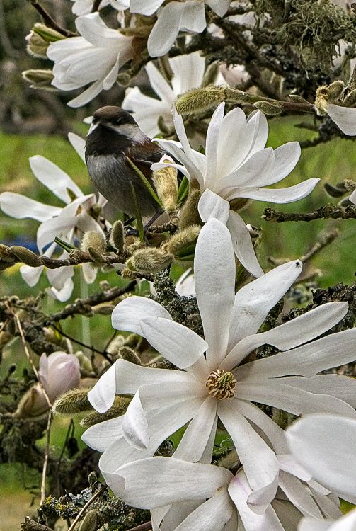 Chickadee Look-out in Magnolias