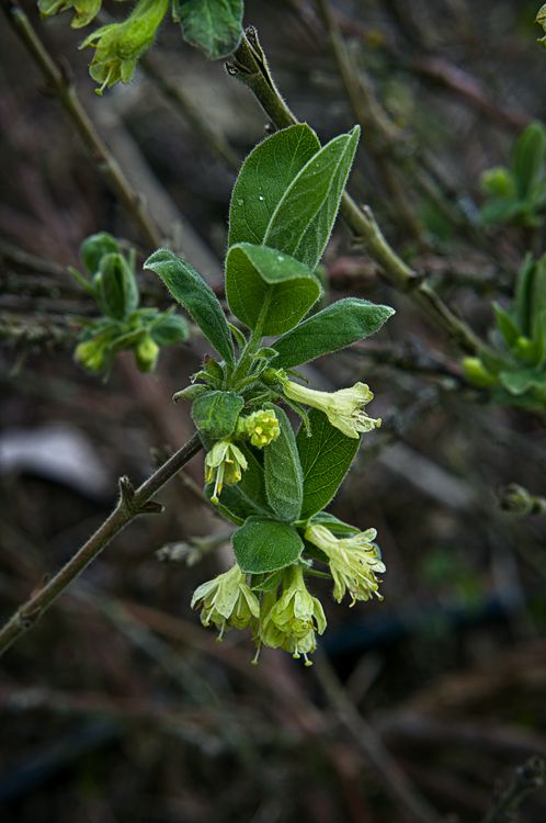 Honeyberry Blossoms