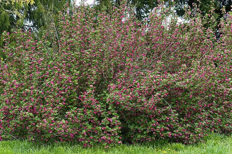 Huge Red Flowering Currant Shrub