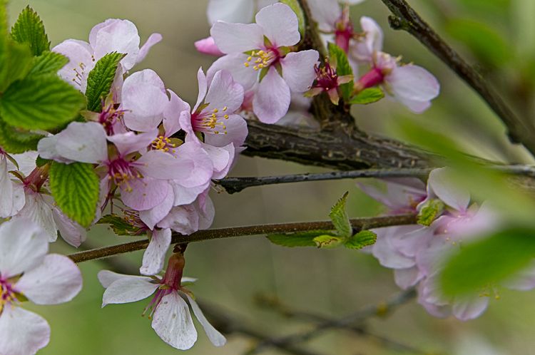 Korean Cherry Blossoms
