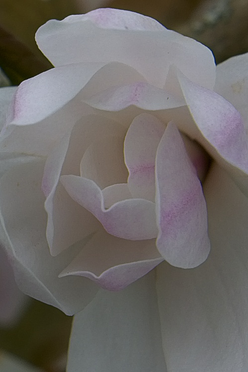 Magnolia Kiss