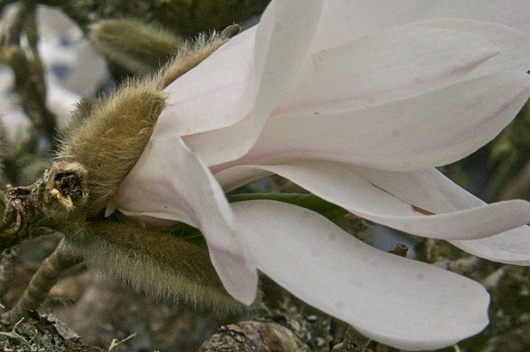 Hairy Magnolia-eating Monster