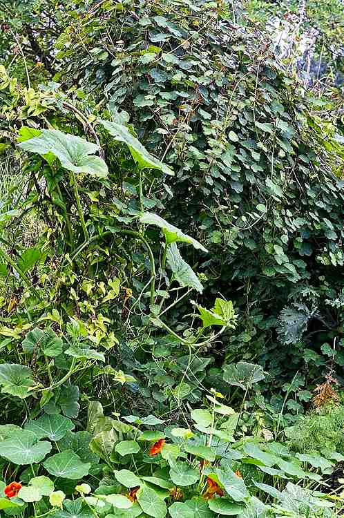 Mashua vines, Squashes, and Nasturtiums