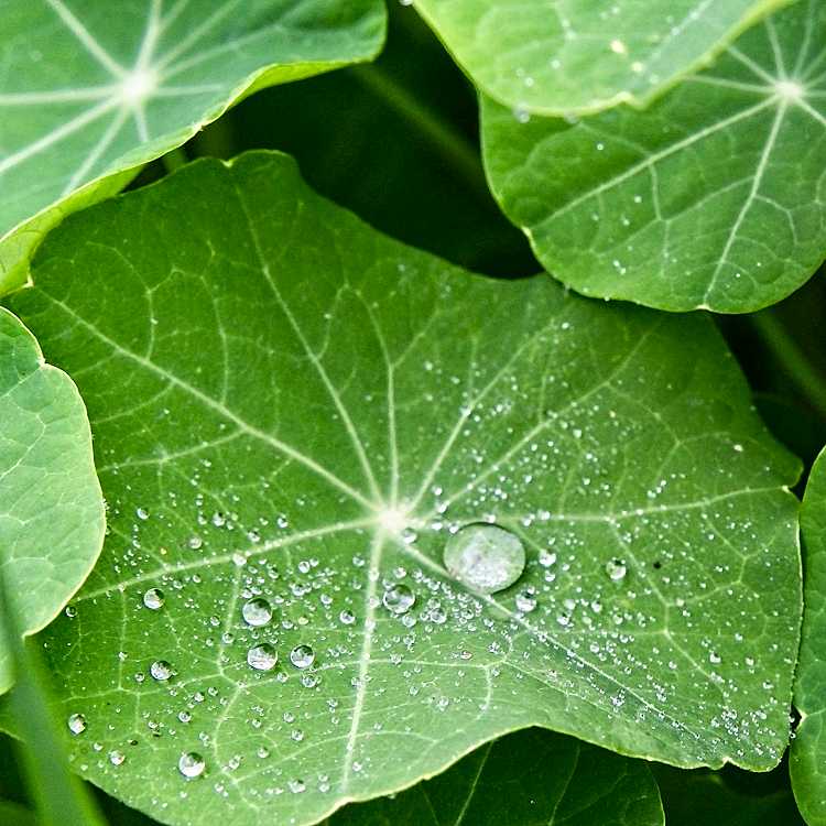 Rain on Nasturtium Leaf