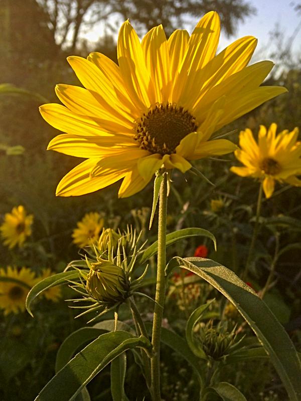 Maximilian Sunflowers. Love Fall Flowers!