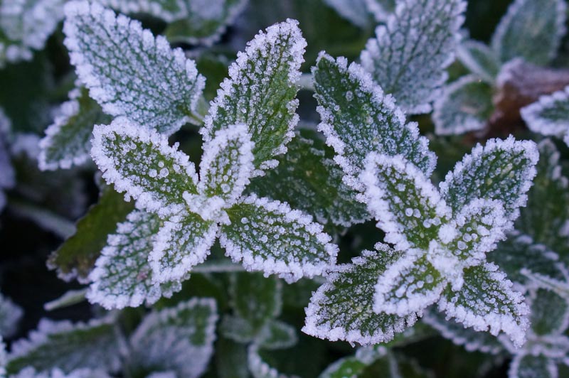 Frost on Catmint at Barbolian Fields