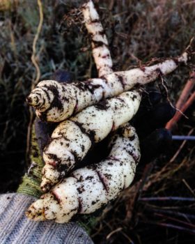 Mashua roots (Troepaeolum tuberosum)