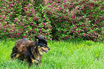 Barkley with Red Flowering Currants - sense of place