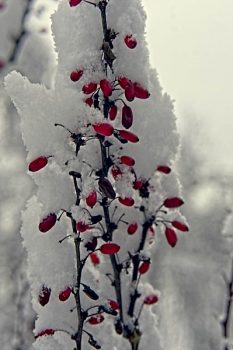 Berberis berries in snow